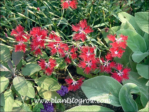 Dianthus Crimsonia growing with Lambs Ear(Stachys) and Salvia Purple Sage (Salvia officinalis purpurea)